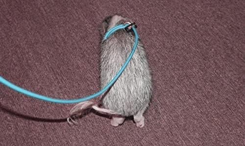 Piggy Poo and Crew 12 Foot Mini Pig Harness Adjustable Harness & Leash for Animals Pigs Ferrets Rabbits Guinea Pigs Dogs Cats Reptile Rodents Small Animals (Teal)