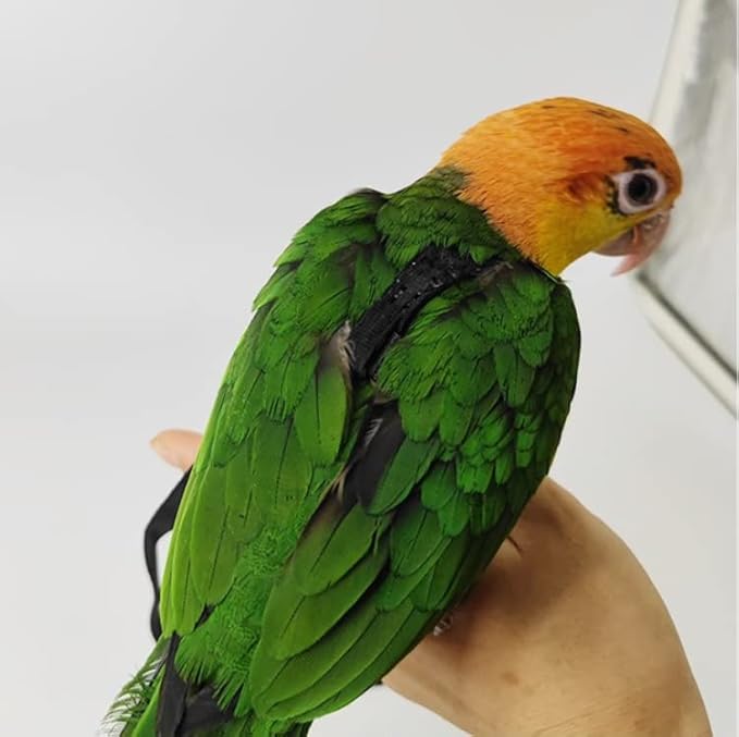 Adjustable Bird Harness with 78.7 Inch Leash, Outdoor Flying Training Rope Kit for Bird Parrots, Parrot Flying Rope Straps Outdoor Training Traction Rope for Small Medium Large Size Birds (XS)
