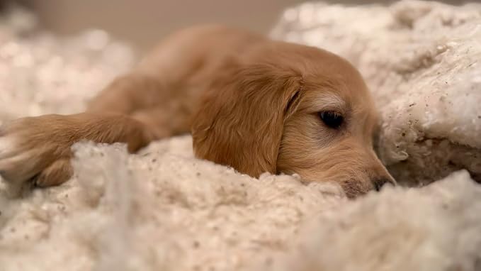 Rectangular Muslin Dog Bed Insert with Raw Cotton Filler, Natural Pet Bed Cushion Insert, Breathable Inner Pillow for Dog Bed Covers (XX Large 53"x36"x5")
