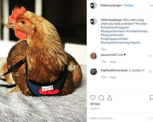 Chicken Harness Hen Size with 5.5-Foot Matching Belt,Comfortable Breathable Medium Size Suitable for Chicken Duck or Goose Suitable for Weight About 3.8-4.8Pounds Dark Purple