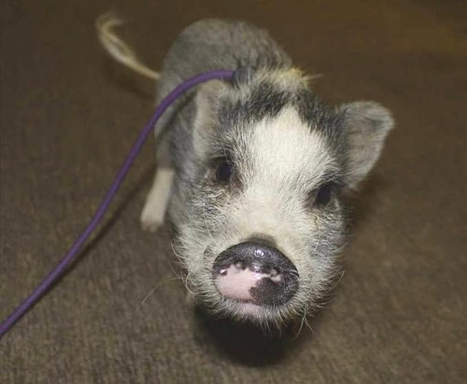 Piggy Poo and Crew 12 Foot Mini Pig Harness Adjustable Harness & Leash for Animals Pigs Ferrets Rabbits Guinea Pigs Dogs Cats Reptile Rodents Small Animals (Purple)