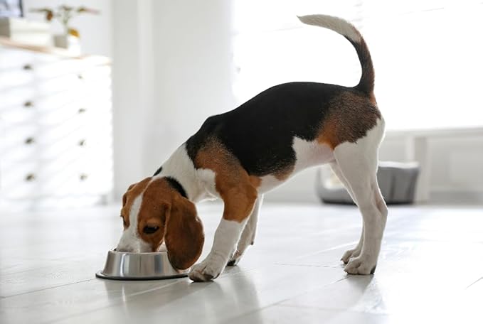 Van Ness Pets Small Non Tip Stainless Steel Dog Bowl, 16 OZ Food and Water Dish, Wide Base Prevents Spills, Silver