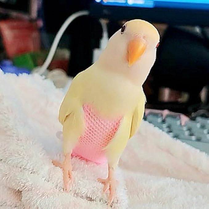 5 Pcs Summer Holey Style Bird Diaper Parrot Nappy Reusable Flight Suit with Waterproof Inner for Parakeet Cockatiel Macaw Budgie Lovebird Conure (2XL)