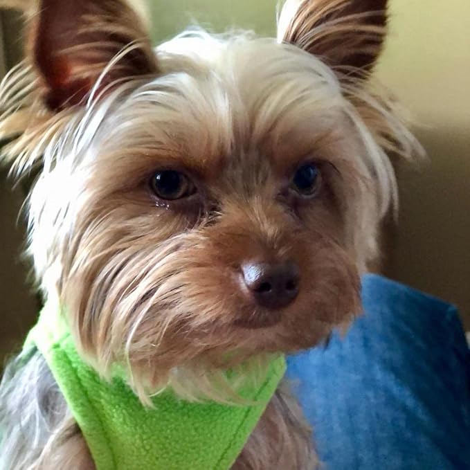 Gooby Stretch Fleece Vest Dog Sweater - Grass Green, Medium - Warm Pullover Super Stretchy Fleece Dog Jacket for Small to Large Dogs