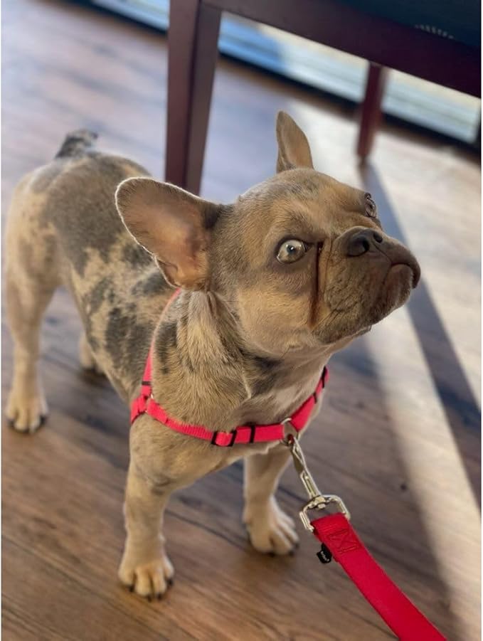 SENSE-ible No-Pull Dog Harness - Red Medium/Large (Wide)