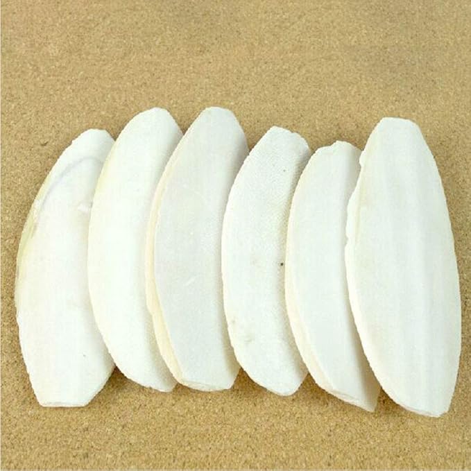 Natural Cuttlebone for Birds Parakeets Canaries Cockatiels Small Conures Mynahs Toucans African Greys All Parrots Snails Totoise (7-7.5 inch,6PCS)