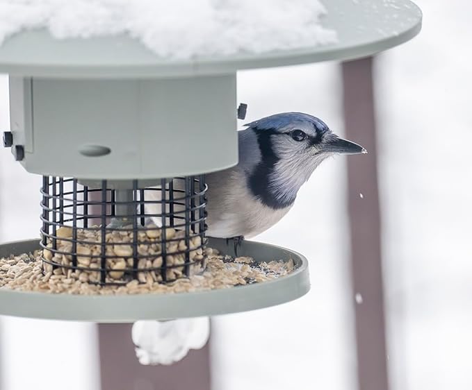 AUTOFEEDER Bird Feeder, Programmable, Automatic Time Released, Battery-Powered, Removable Lid, Squirrel Proof, Weather Resistant, 360 Degree Perch, Large Capacity - Classic Green