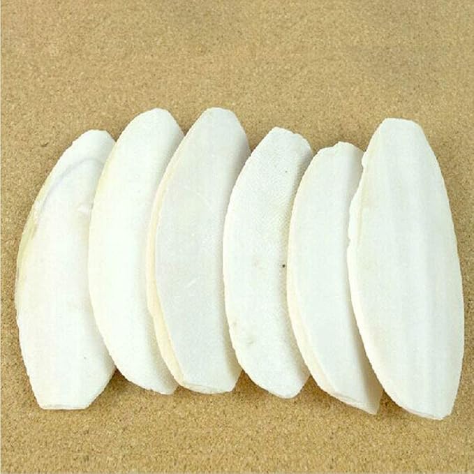 2PCS Natural Cuttlebone for Tortoise Turtles Snails Birds Cockatiels Parakeets Budgies Reptiles Small Animals(4"-4.5",Small)