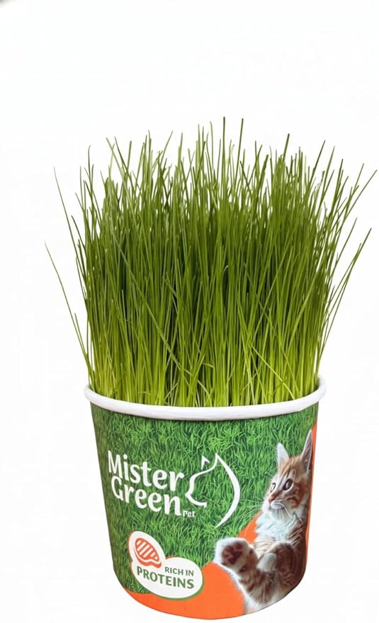 Cat Grass Grow Kit for Indoor Cats – Organic Cat Grass – Easy Grow Fresh Pet Grass – Supports Digestion & Natural Hairball Control – Non-Toxic – Pack (4)