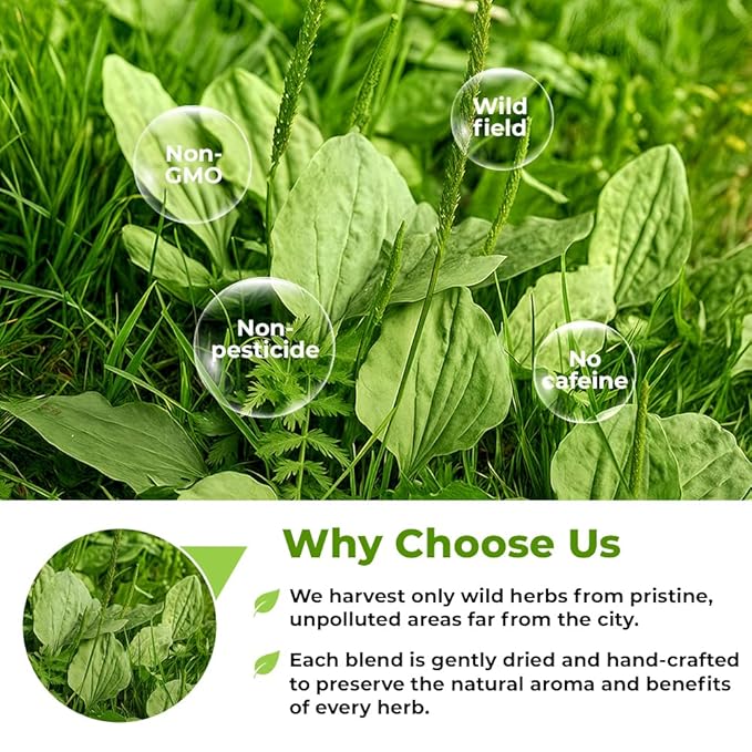50 Bags Broadleaf Plantain Leaf Herb Tea (Plantago Majoris Folia) Plantain Leaves Tea - 50 Count 1.5 g Bags Llanten