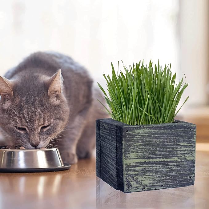 Cat Grass for Indoor Cats - Best Value Organic Cat Grass Starter kit, USA Made Cedar Planter, Organic Wheatgrass Seed and Soil in a Gift Box (Mossy Green)