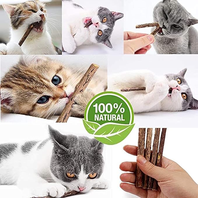 10 PCS Catnip Sticks Organic Cat Chew Toys Natural Plant Matatabi Silvervine Chew Sticks Teeth Cleaning Chew Toy Kitten Kitty