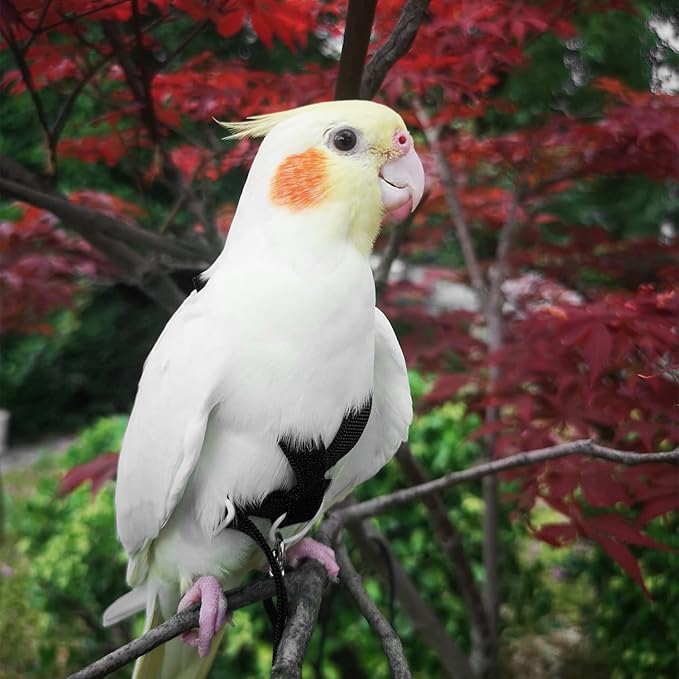 VANFAVORI Adjustable Bird Harness with 80 Inch Leash, Outdoor Flying Kit Training Rope for Bird Parrots Cockatiel S Size Weight 70-120 Grams,Black