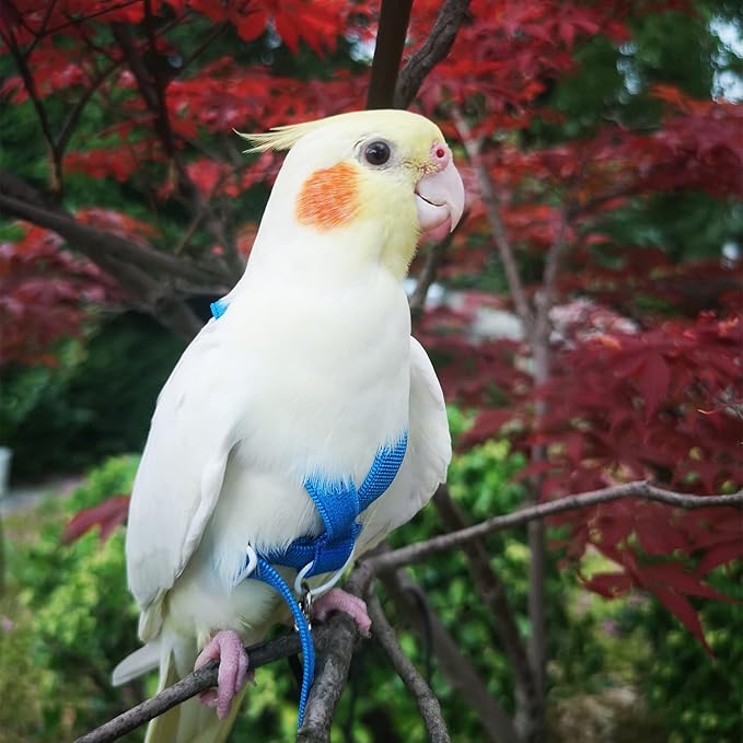 VANFAVORI Adjustable Bird Harness with 80 Inch Leash, Outdoor Flying Training Rope Kit for M Size Bird Parrot Weight 120-160 Grams, Blue