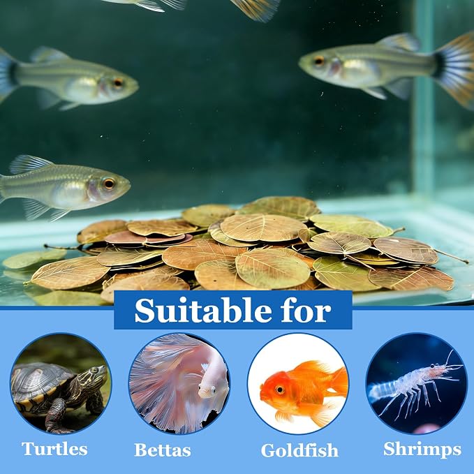 100Pcs Indian Almond Leaves Bodhi Leaves Aquarium Decor Water Conditioner | Sealed Package,for Betta Fish Shrimp Goldfish Guppy,Betta Fish Tank Decor,Balance PH,Natural Tannins,Axolotl Tank Accessories