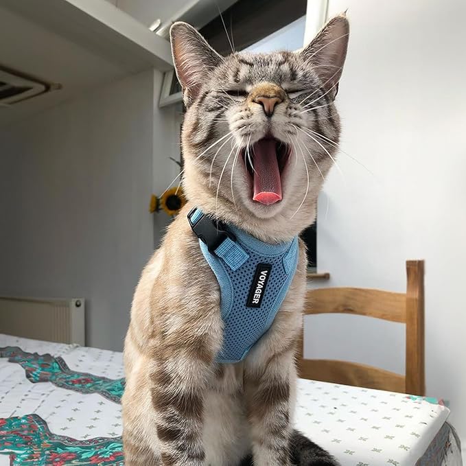 Voyager Step-in Lock Adjustable Cat Harness w. Cat Leash Combo Set with Neoprene Handle 5ft - Supports Small, Medium and Large Breed Cats by Best Pet Supplies - Baby Blue, XXXS