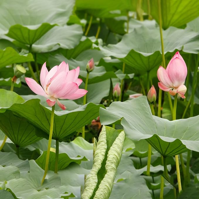 Doter Aquatic Soil for Plants 4.4LBS, Clay Aquarium Soil Suitable for Small Ponds & Water Plants Like Lotus & Water Lily, Safe for Fish & Aquatic Life