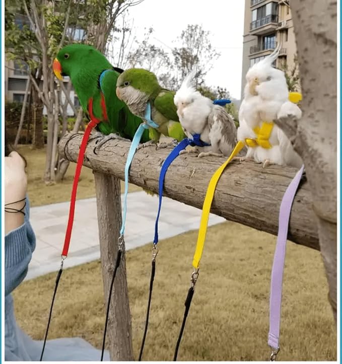 Bird Harness Leash Adjustable Outdoor Training Flying Harness Traction Rope with Cute Wing for Parrots Pigeons Budgerigar Lovebird Cockatiel Mynah (XL,Blue)