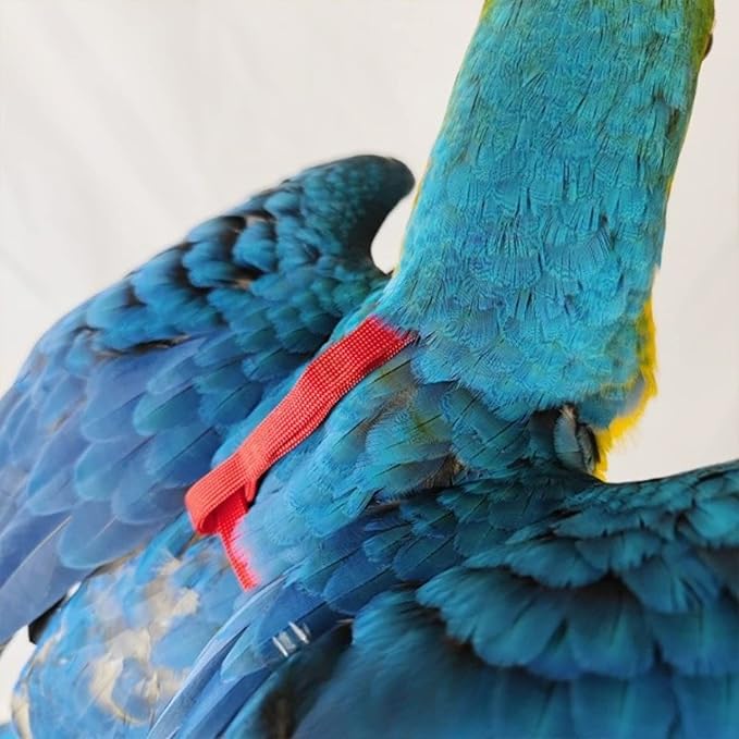 Adjustable Bird Harness with 78.7 Inch Leash, Outdoor Flying Training Rope Kit for Bird Parrots, Parrot Flying Rope Straps Outdoor Training Traction Rope for Small Medium Large Size Birds (XL)