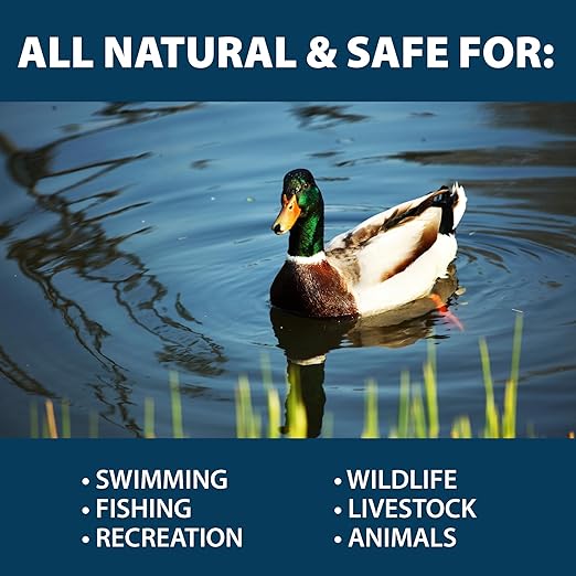 Airmax MuckAway Natural Beneficial Bacteria for Outdoor Ponds & Lakes, Muck, Sludge & Noxious Odor Solution, Easy to use Enzyme Tablets, Cleaner Beach & Shoreline, Fish, Pet & Wildlife Safe, 48 Scoops