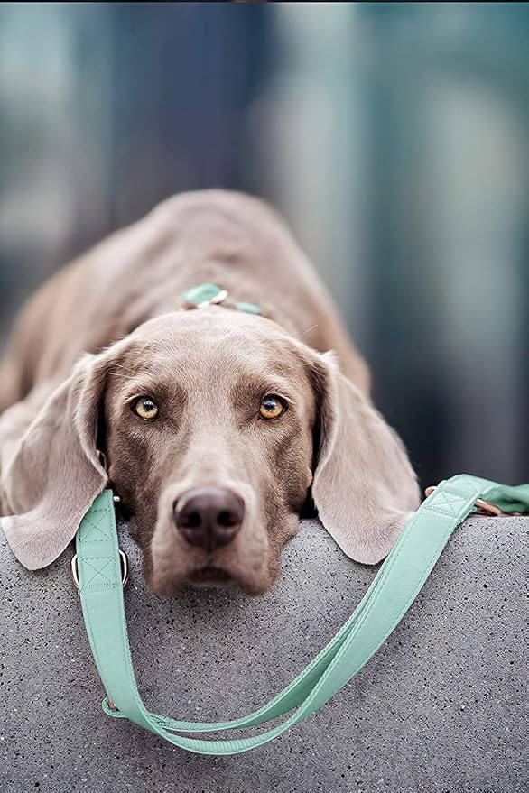 Soft Leather Dog Collar and Leash (6.6') Set - Stylish Rose Gold Heavy Duty Metal Buckle, 4 Adjustable Lengths Leash for Small Medium Large Dogs - Comfortable & Easy to Clean Mint Green M(13.8"-19.7")