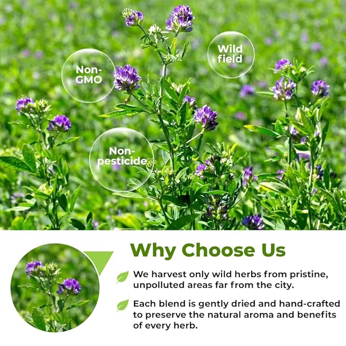 50 Bags Alfalfa Leaf Alfalfa Herb Tea (Medicago Sativa) - 24 Count 2g Tea Bags
