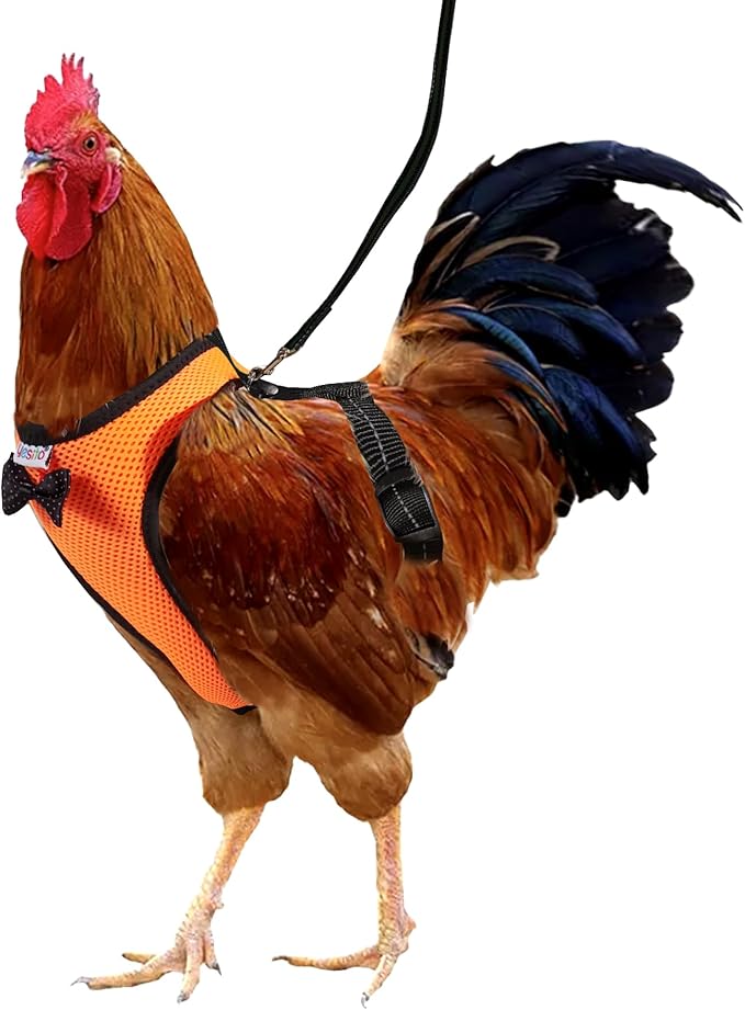 Adjustable Chicken Harness Diaper (5.4ft Leash) – Breathable & Washable Secure Training for Hens, Ducks & Chicks | Outdoor Walking & Discipline Solution