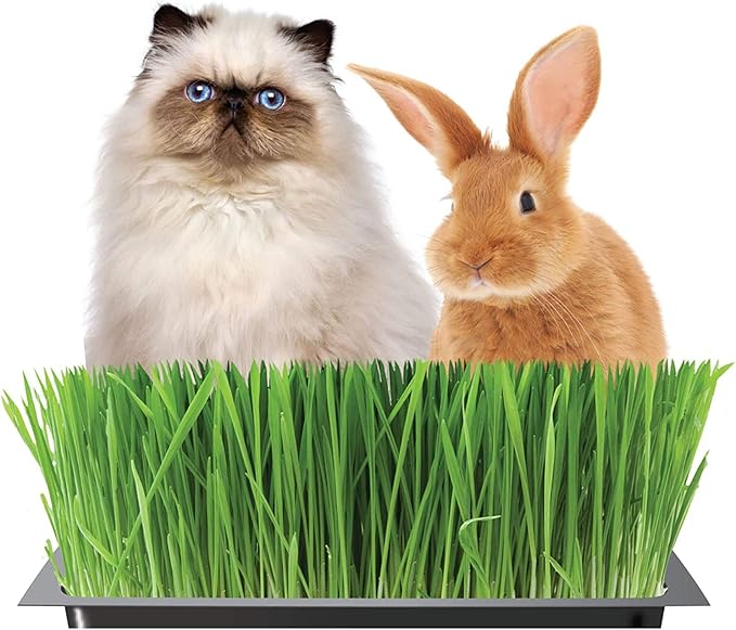 Handy Pantry Organic Cat Grass Kit - Includes 1 Tray, 1 Soil Puck, and Non GMO Wheatgrass Seed - A Healthy Treat for Cats, Dogs, Rabbits, and More