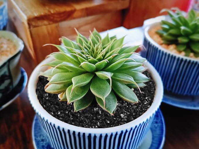 Boniosz 5lb Succulents and Cactus Black Sand, Décor & Additive Tiny Stones,DIY Rocks Gravel for Bonsai, Fairy Gardening, Terrarium, Vases Fillers