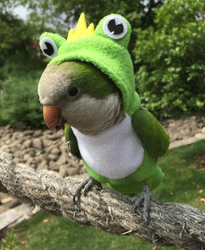 Bird Diaper Flight Suit Frog Shape Hoodie - Bird Clothes Cosplay Photo Prop for Parrots, Parakeet, Cockatiel & Sun Conure - Green with Diaper, Small