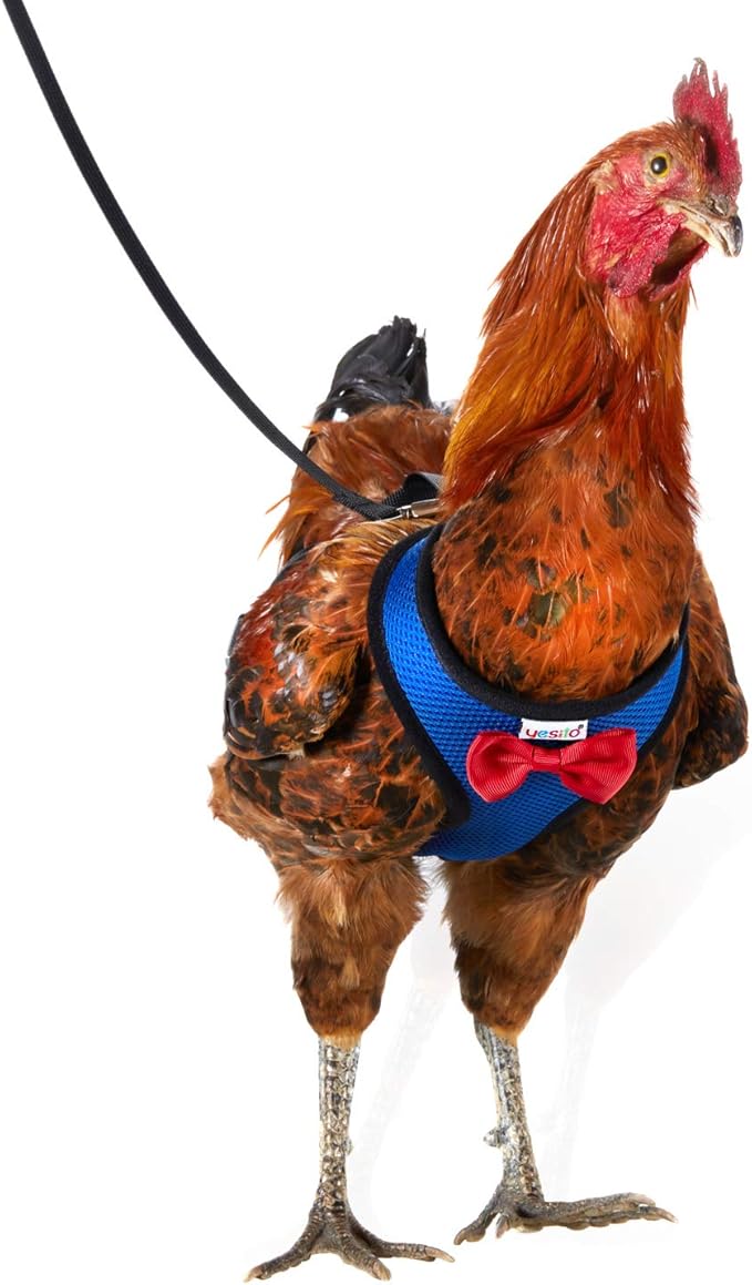 1-Pack Washable Poultry Diaper Harness | Leak-Resistant Chicken Duck Diaper with Poop Bag & Reflective Strips | Lab-Tested 12-Hour Dryness | Adjustable Vest Design (Small, Blue)