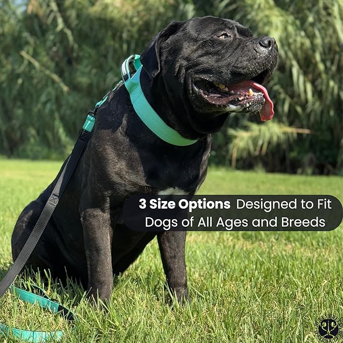 Heavy Duty Dog Collar, Tactical Dog Collar, Dog Collar for Large Dogs, Waterproof Dog Collar, Dog Training Collar, Quick-Release Metal Buckle, Adjustable Sizes – BULLYBREED (Aquamarine, Large)