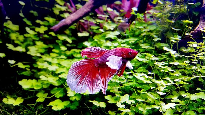 Crystalpro Betta Water Care Bundle - Betta Minerals and Betta Water Conditioner Bundle 4.22 Oz Each