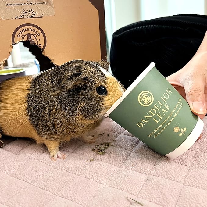GuineaDad Organic Guinea Pig Herbal Treats - Guinea Pig Food with Convenient Packaging Dandelion Leaf Flavor 10 fl. oz - Guinea Pig Treats Help with Bonding High in Nutrition, Good for Digestion Small