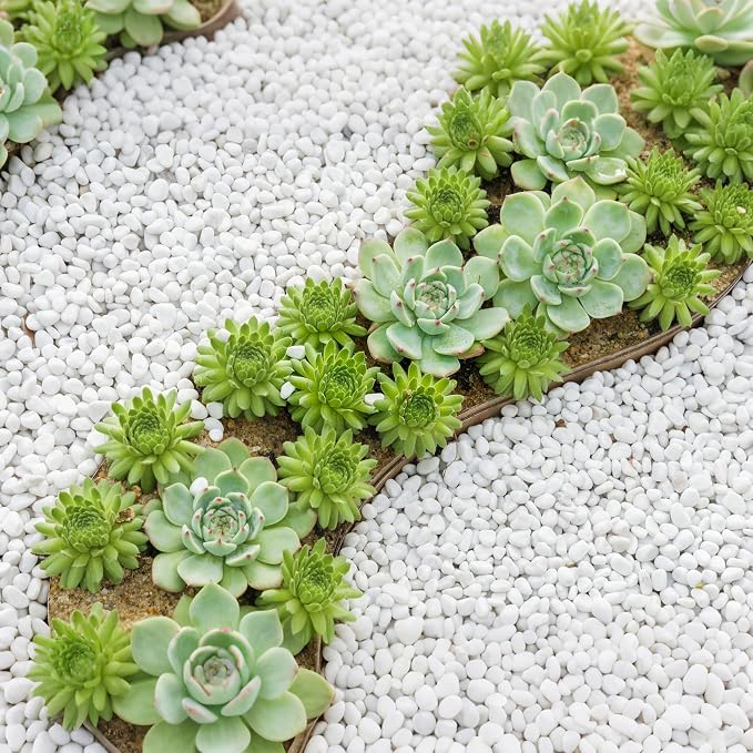 Mr. Fireglass 5 lbs White Pebbles,1/5" Natural Decorative River Rocks Aquarium Gravel for Indoor Plants, Vases, Succulents and Outdoor Garden Landscaping | Aquarium Gravel, Crushed Gravel Stone, For Indoor Plants, Vases, Succulents, Outdoor Garden Land...
