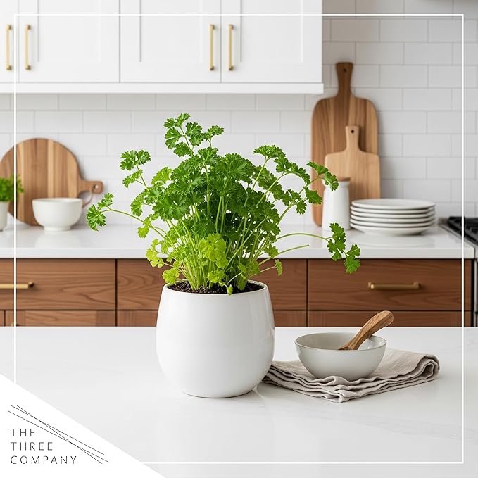 Live Aromatic and Edible Herb - Parsley (4 Per Pack), Boosts Immune System, 8" Tall by 4" Wide