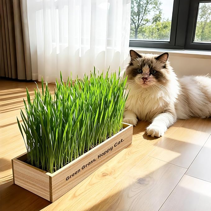 LUOJIBIE Cat Grass Kit for Indoor Cats, Cat Grass Seeds Set, Non-GMO Wheat Grass, Mother' s Day Gifts for Mom, Unique Christmas Birthday Gifts for Women Men Girl, House Warming Gifts for Cat Lover
