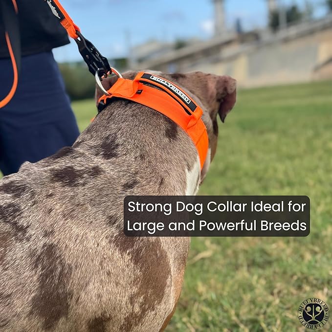 Heavy Duty Dog Collar, Tactical Dog Collar, Dog Collar for Large Dogs, Waterproof Dog Collar, Dog Training Collar, Quick-Release Metal Buckle, Adjustable Sizes – BULLYBREED (Yellow, Large)