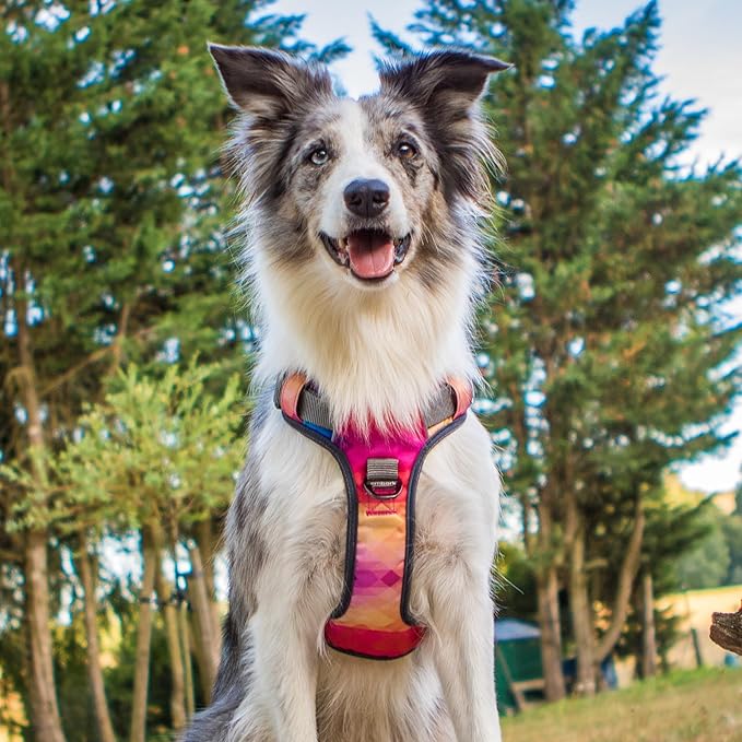 Embark Adventure XL Dog Harness for Extra Large Dogs – No Pull, Reflective Trim, Military Grade Nylon, 2 Leash Clips, Gel-Lined Handle, Soft Padded