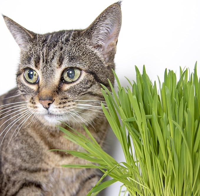 SmartyKat Sweet Greens Cat Grass Seed Grow Kit - 1 Ounce (Pack of 4)