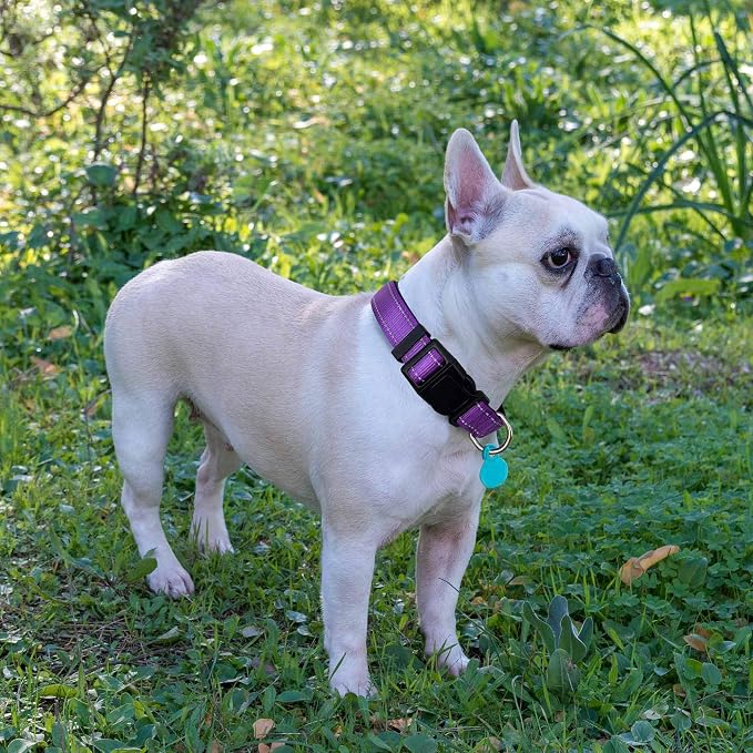 Ladoogo Reflective Dog Collar Padded with Soft Neoprene Breathable Adjustable Nylon Dog Collars for Small Medium Large Dogs (Small (Pack of 1), Purple Collar+Leash)