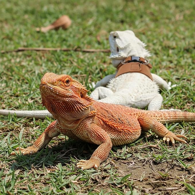 4 PCS Harness and Leash Set, Adjustable Soft Leather Bearded Dragon Leash and Harness Set for Small Animals, Reptiles, Squirrels, Rats (Brown, Black, Silver)