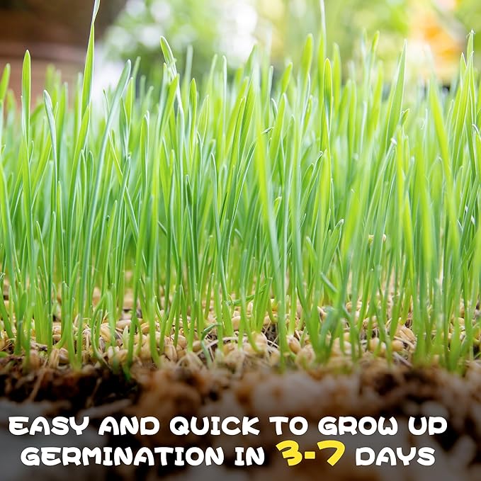 4 Pack Cat Grass Seeds Kit for Indoor Cats, Beginner Friendly Easy Grow Cat Grass Growing Kit, Fast Germinating, Natural Hairball Control, Safe Chewing Grass for Cats & Kittens