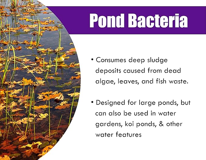 Pond Worx Pond Bacteria - Concentrated & Formulated for Large Ponds, Water Features - Safe for Koi - 32 Ounces & Treats up to a Quarter Acre Pond