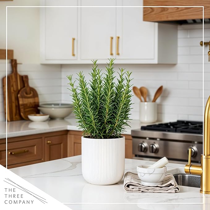 Live Aromatic and Edible Herb - Rosemary (4 Per Pack), Naturally Improves Breathing and Air Quality, 8" Tall by 3" Wide