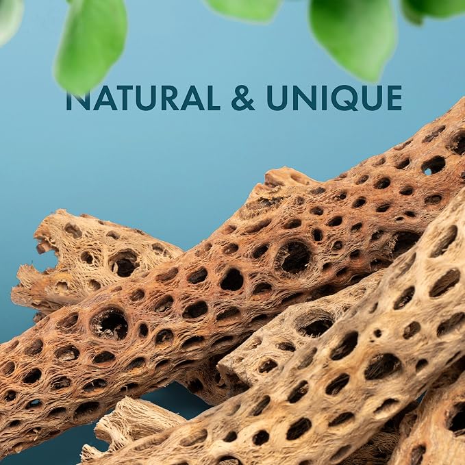 Natural Cholla Wood - Driftwood for Aquariums, Air Plant Base, Hermit Crab and Freshwater Shrimp Hideout, Fish Tank Decoration, Chinchilla Chews, Reptile Habitat Wood - 6 Inch, 1pc