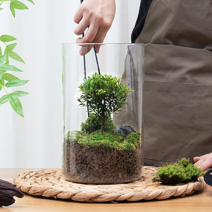 Desktop Glass Plant Terrarium with Grow Light (H:9.8" D:5.9"), for Succulent, Moss, Miniature Gardening Landscape, Betta Fish Tank, Office Home Decoration, Plant Lovers Gifts