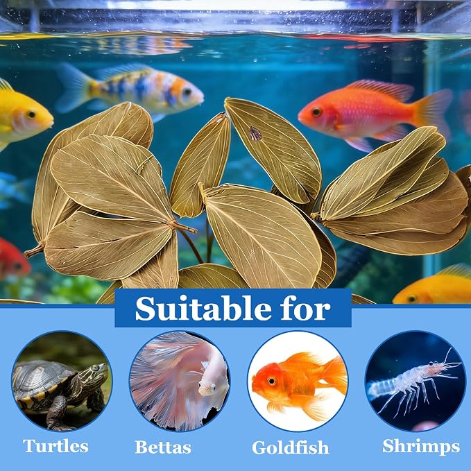 200Pcs Indian Almond Leaves Kabo Leaves Aquarium Decor Water Conditioner | Sealed Package,for Betta Fish Shrimp Goldfish Guppy,Betta Fish Tank Decor,Balance PH,Natural Tannins,Axolotl Tank Accessories