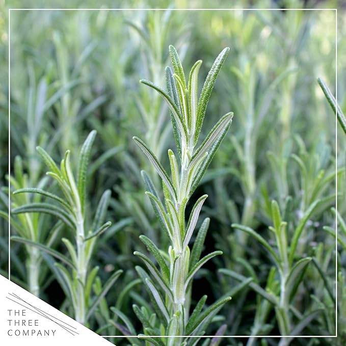 Live Aromatic and Edible Herbs - Assorted Varieties (4 Per Pack) - Lemon Verbena, Eucalyptus, Mint, Lavender - 6" Tall by 3" Wide in 1 Pint Pot
