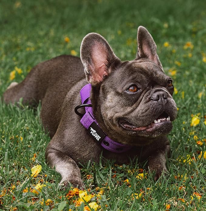 Tuff Pupper Heavy Duty Tactical Dog Collar | 1.25" Wide Ballistic Nylon | Reflective Stitching | Integrated ID Tag Holder | Stainless Steel Buckle | Padded Lining | Small & Medium Dogs (Purple, Small)